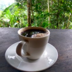 The Luwak Coffee