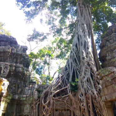 Amazing trees in Ta Prohm temple